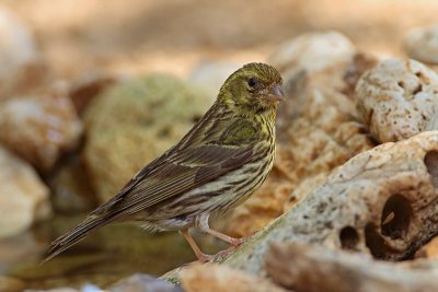 European serin Serinus serinus grilek_MG_0553-11.jpg