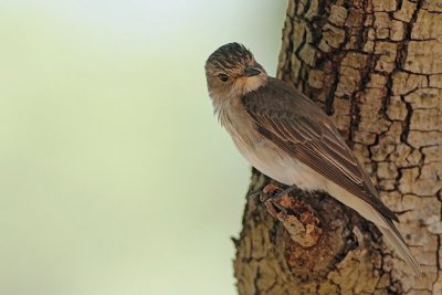 Spotted flycatcher Muscicapa striata sivi muhar_MG_0623-11.jpg