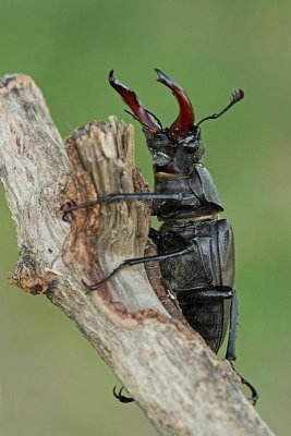 Stag beetle Lucanus cervus veliki roga_MG_1447-11.jpg