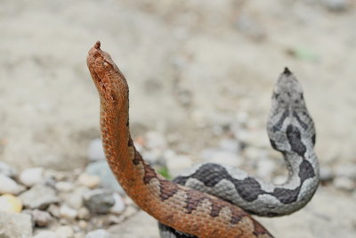 Mating ritual of nose-horned viper parjenje modrasa_MG_8651-111.jpg