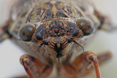 Cicada orni jesenov krat_MG_1982-11.jpg