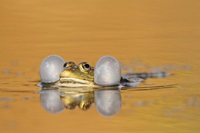 Marsh frog Pelophylax (Rana) ridibundus debeloglavka_MG_7460-111.jpg