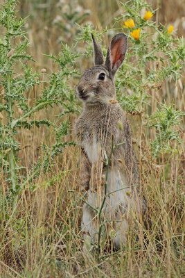 Common rabbit Oryctolagus cuniculus kunec_MG_1145-111.jpg