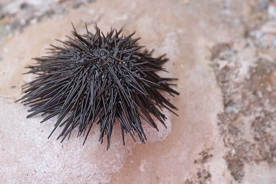 Sea urchin morski jeek_MG_1954-11.jpg