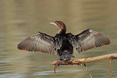 Pygmy cormorant Microcarbo pygmeus pritlikavi kormoran_MG_73071-111.jpg