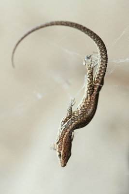 Lizard caught in spider web kuščarica ujeta v pajkovi mreži_MG_3618-11.jpg