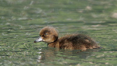 Young tufted duck mladič čopaste črnice_MG_3562-111.jpg