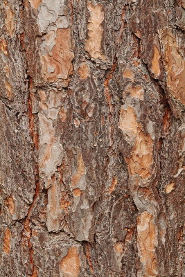 Bark of scots pine Pinus sylvestris skorja rdečega bora_MG_3778-11.jpg