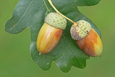 English oak  Quercus robur dob_MG_3812-11.jpg