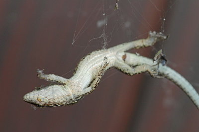 Lizard caught in spider web kuščarica ujeta v pajkovi mreži_MG_3613-11.jpg