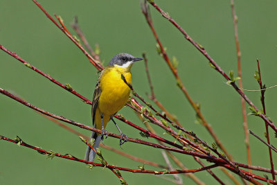 Yellow wagtail Motacilla flava rumena pastirica_MG_0766-2.jpg