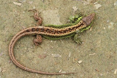 Sand lizard Lacerta agilis martinček_MG_1918-11.jpg