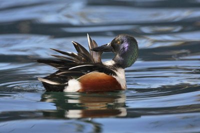 Northern shoveler Anas clypeata raca ličarica_MG_7379.jpg