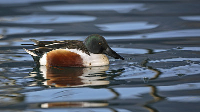 Northern shoveler Anas clypeata raca ličarica_MG_7345-11.jpg