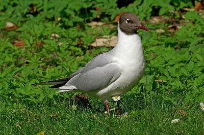 Black-headed gull Larus ridibundus reni galeb-PICT0015-11.jpg