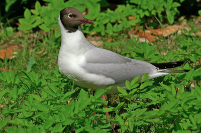 Black-headed gull Larus ridibundus reni galeb-PICT0087-11.jpg