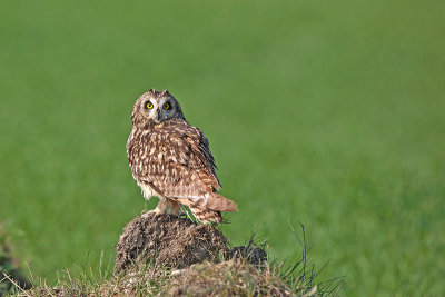 Short-eared owl Asio flammeus močvirska uharica_MG_1539-11.jpg