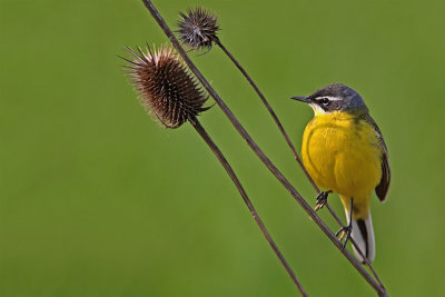 Yellow wagtail Motacilla flava rumena pastirica_MG_1378-11.jpg