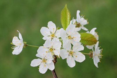 Wild cherry Prunus avium divja češnja_MG_2504-11.jpg