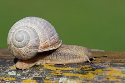 Roman snail Helix pomatia veliki vrtni pol_MG_2680-11.jpg