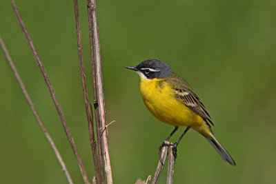 Yellow wagtail Motacilla flava rumena pastirica_MG_1789 -11.jpg