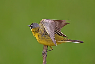 Yellow wagtail Motacilla flava rumena pastirica_MG_1308-11.jpg