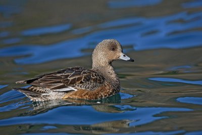 Wigeon Anas penelope viggavka_MG_7073-11.jpg