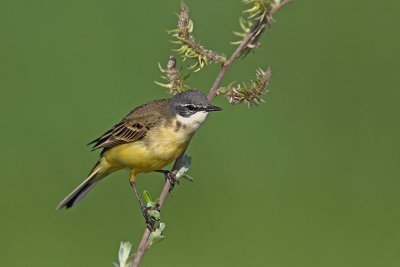 Yellow wagtail Motacilla flava rumena pastirica_MG_2204-11.jpg