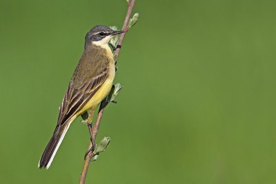 Yellow wagtail Motacilla flava rumena pastirica_MG_2201-11.jpg