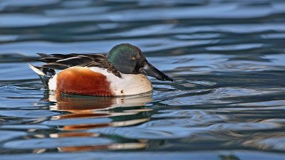 Northern shoveler Anas clypeata raca liarica_MG_7375-11.jpg