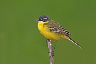 Yellow wagtail Motacilla flava dombrowski rumena pastirica_MG_1311-11.jpg