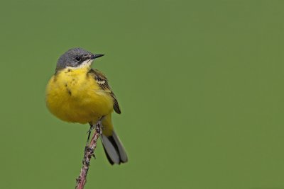 Yellow wagtail Motacilla flava rumena pastirica_MG_2684-111.jpg