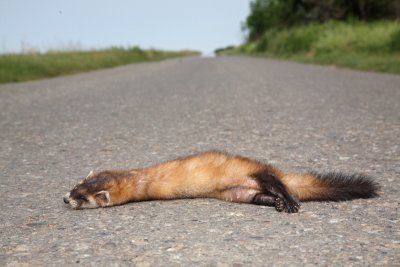 Dead  polecat mrtev dihur_MG_115-11.jpg