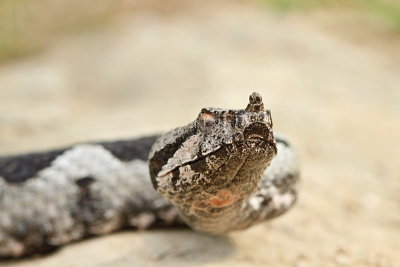  Nose-horned viper Vipera ammodytes modras_MG_2908-11.jpg