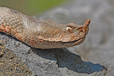  Nose-horned viper Vipera ammodytes modras_MG_3084-11.jpg