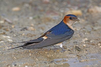 Red-rumped swallow Cecropis daurica rdeča lastovka_MG_3840-111.jpg