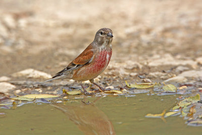 Linnet Carduelis cannabina repnik_MG_5141-11.jpg