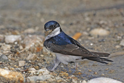 House martin Delichon urbica mestna lastovka_MG_3800-11.jpg