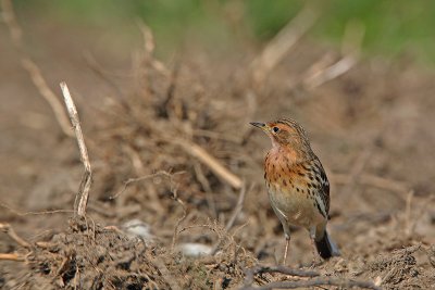 Red-throated pipit Anthus cervinus rdeegrla cipa_MG_5386-11.jpg