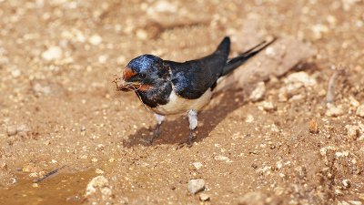 Barn swallow Hirundo rustica kmečka lastovka_MG_5039-1.jpg