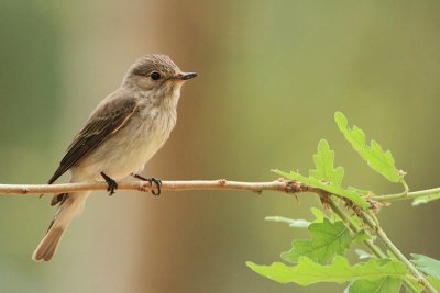 Spotted flycatcher Muscicapa striata sivi muhar_MG_7279-11.jpg