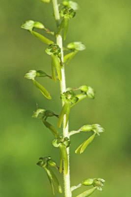 Common twayblade Listera ovata jajastolistni muhovnik_MG_0232-11.jpg