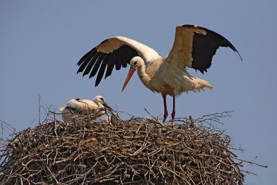 White stork Ciconia ciconia bela torklja_MG_7684-1.jpg