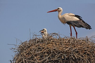 White stork Ciconia ciconia bela torklja_MG_7713-1.jpg