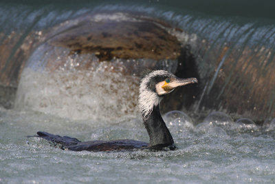 Great cormorant Phalacrocorax carbo veliki kormoran_MG_6233-11.jpg