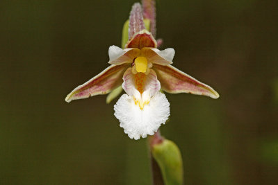 Marsh helleborine Epipactis palustris navadna movirnica_MG_9500-11.jpg