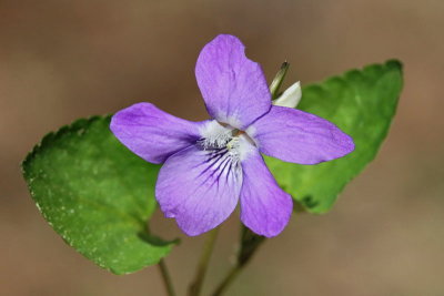 Viola sp. vijolica_MG_3059-11.jpg
