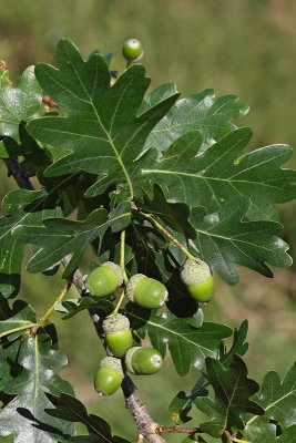Common oak Quercus robur hrast dob_MG_9825-1.jpg
