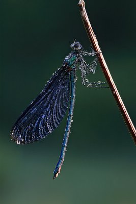 Beautiful demoiselle Calopterix virgo modri bleavec_MG_0929-11.jpg