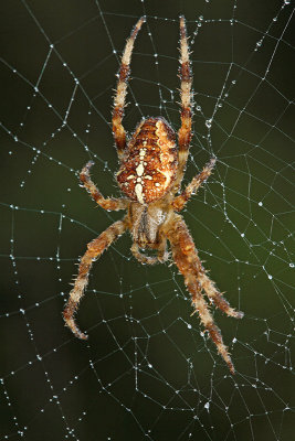 European garden spider  Araneus diadematus krievec_MG_0801-11.jpg